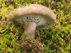 Hypomyces lateritius
