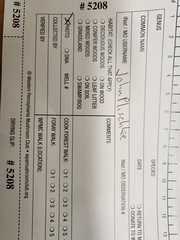 Hypomyces lateritius