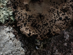 Umbilicaria muhlenbergii