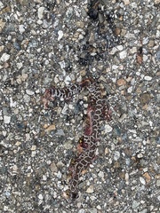 Crotalus oreganus helleri