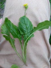 Youngia japonica
