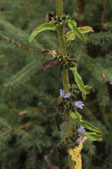 Campanula cervicaria