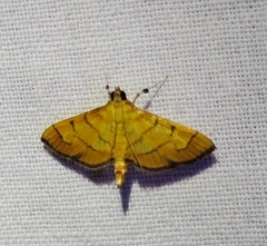 Orphanostigma haemorrhoidalis