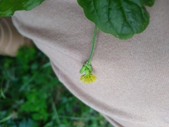 Youngia japonica