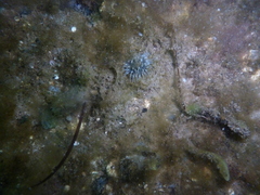 Urticina felina