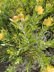 Leucospermum cuneiforme