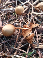 Parasola conopilea