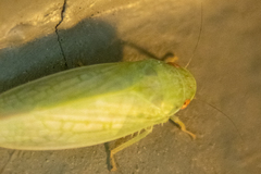 Gyponana
