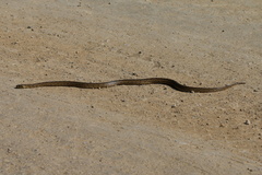Zamenis scalaris