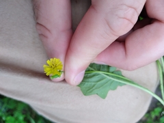 Youngia japonica