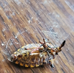 Alcaeorrhynchus grandis