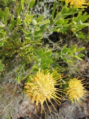 Leucospermum cuneiforme