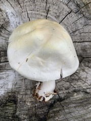 Agaricus sylvicola
