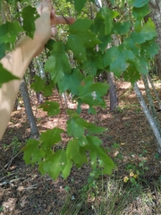 Acer floridanum