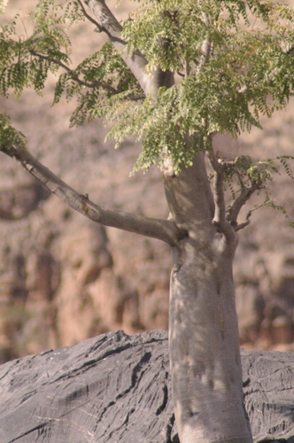 Image of Moringa ovalifolia by (c) Eric Knight, some rights reserved (CC BY)