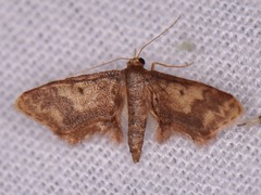 Idaea furciferata
