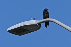 Corvus brachyrhynchos