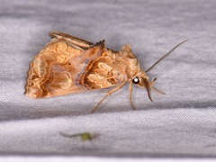 Plusiodonta compressipalpis