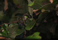 Araneus detrimentosus