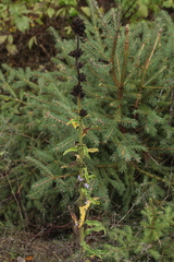Campanula cervicaria