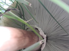 Chlorophyllum molybdites