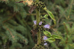 Campanula cervicaria