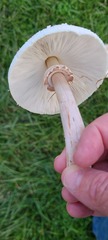 Chlorophyllum molybdites