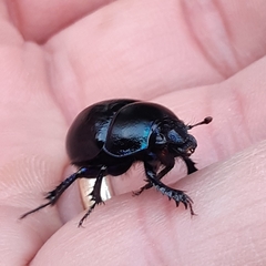 Geotrupidae