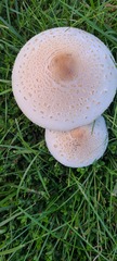 Chlorophyllum molybdites