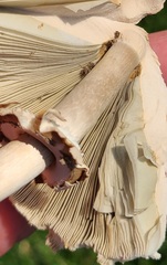 Chlorophyllum molybdites