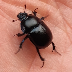 Geotrupidae