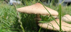 Chlorophyllum molybdites