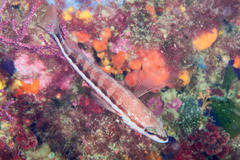 Serranus cabrilla