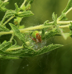 Araneus detrimentosus