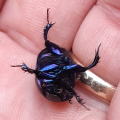 Geotrupidae