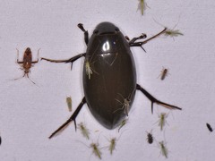 Hydrophilus triangularis