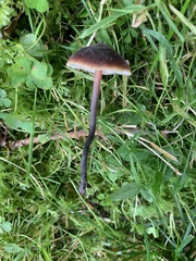 Macrocystidia cucumis