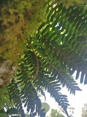 Polypodium