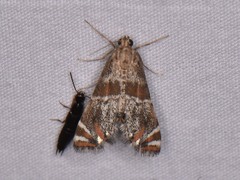 Petrophila jaliscalis