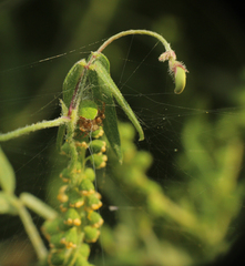 Araneus detrimentosus