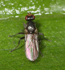 Sphaeroceroidea