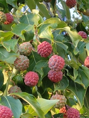 Cornus kousa