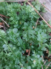 Mniaceae