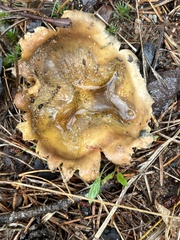 Lactarius chelidonium