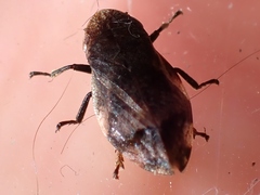 Lepyronia quadrangularis