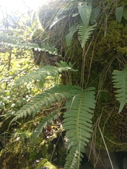 Polypodium