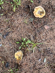 Lactarius chelidonium