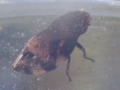 Lepyronia quadrangularis