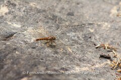 Brachythemis impartita