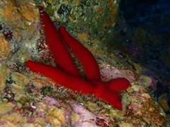 Ophidiaster ophidianus